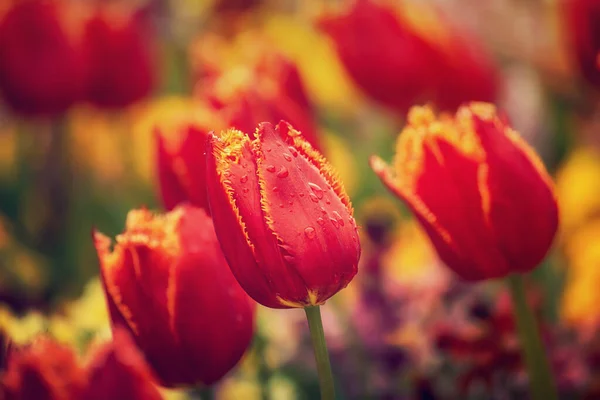 Vår Solig Äng Med Röda Tulpan Blommor Blommor Naturliga Säsong — Stockfoto