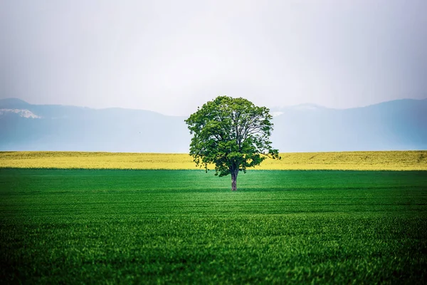 Tek Ağaç Mavi Gök Yeşil Çimen Ile Yalnız Duruyor Doğal — Stok fotoğraf