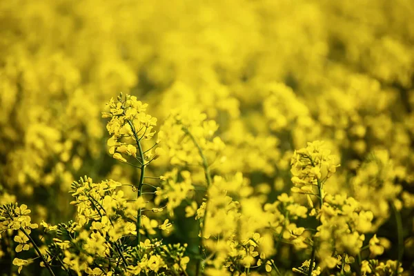 黄色の花 自然農業エコ春背景菜の花フィールド — ストック写真