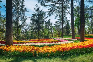 Emirgan Parkı 'nda geleneksel Lale Festivali. İlkbaharda tarihi bir şehir parkı.