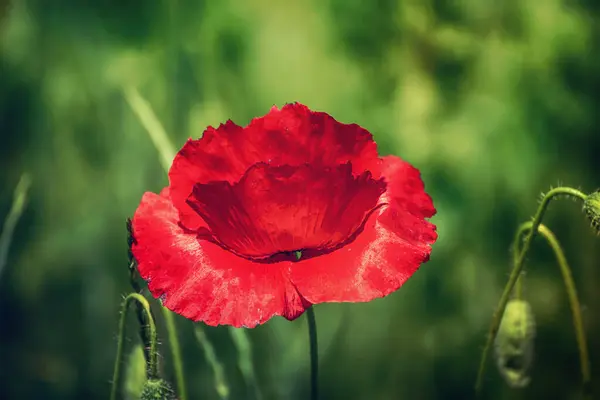 Yeşil Çimen Tarlasında Açan Kırmızı Gelincik Çiçeği Çiçekli Doğal Bahar — Stok fotoğraf
