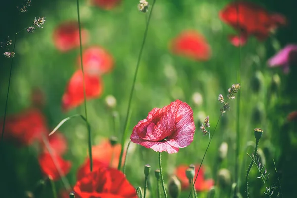 Fiori Papavero Rosso Fioritura Nel Campo Erba Verde Floreale Naturale — Foto Stock