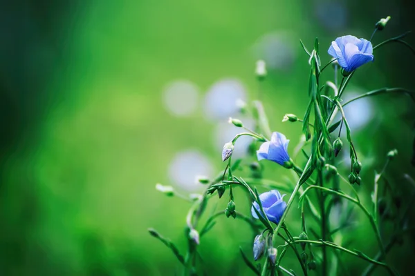 Fond Lin Bleu Sauvage Floraison Champ Lin Concept Naturel Saisonnier — Photo