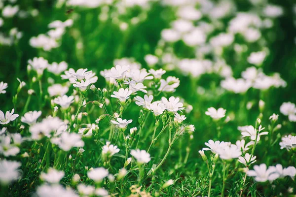 白色柔嫩的春花 生长在草地上 季节自然植物海马背景 — 图库照片