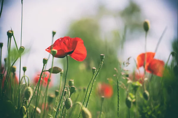 Yeşil Çimen Tarlasında Açan Kırmızı Gelincik Çiçekleri Çiçekli Doğal Bahar — Stok fotoğraf