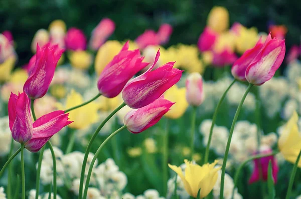 Prairie Printanière Avec Des Fleurs Tulipes Violettes Roses Blanches Dans — Photo