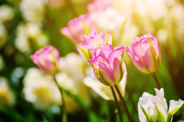 Jarní Louka Červeným Bílým Tulip Květiny Sezónní Květinové Pozadí — Stock fotografie