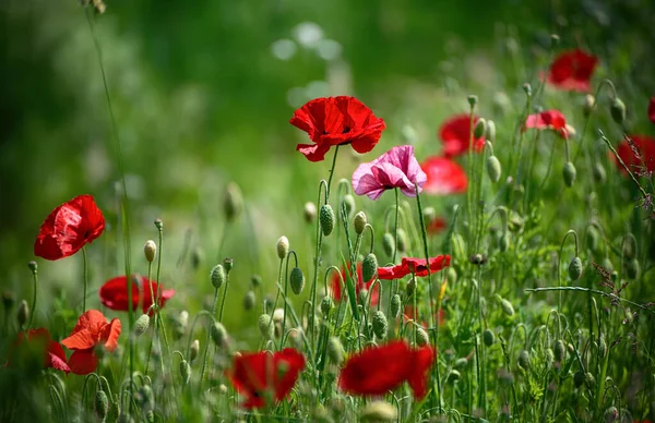 Czerwony Mak Kwiaty Kwitnące Zielonym Polu Trawy Kwiatowy Naturalny Wiosna — Zdjęcie stockowe