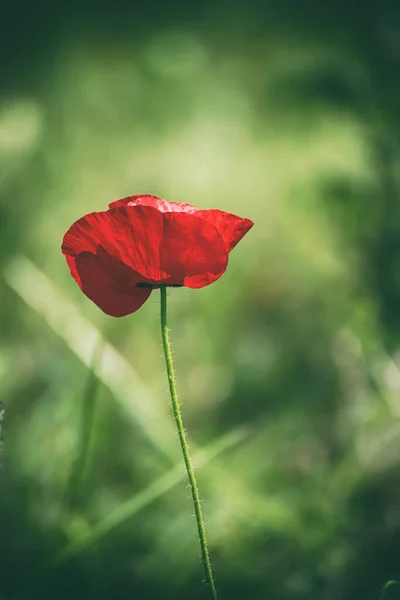 Червоні Макові Квіти Цвітуть Зеленому Трав Яному Полі Квітковому Природному — стокове фото