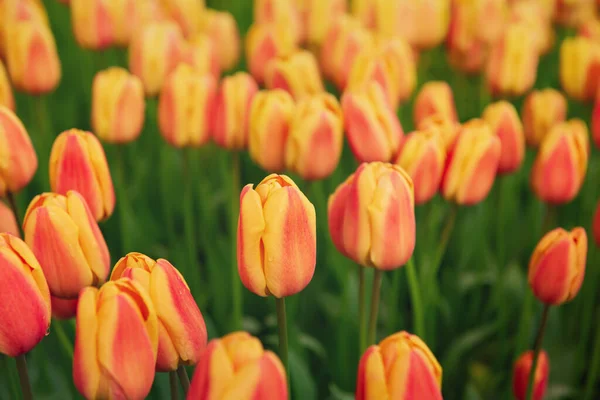 春の日当たりの良い牧草地オレンジ色の赤いチューリップの花 花の自然季節の東の背景とコピースペース — ストック写真