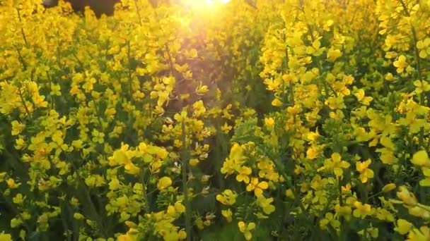 Repcemagmező Sárga Virágok Röpködnek Szélben Természetes Mezőgazdasági Öko Napsütéses Tavaszi — Stock videók