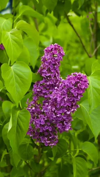 Branch Lilac Flowers Green Leaves Floral Natural Background Footage — Stock Video