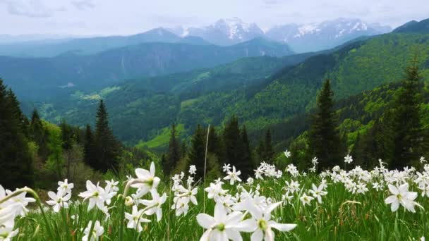 斯洛文尼亚Triglav山区附近的水仙花景观朱利安阿尔卑斯山 从绿林的Golica山上看 旅游夏季季节概念 — 图库视频影像