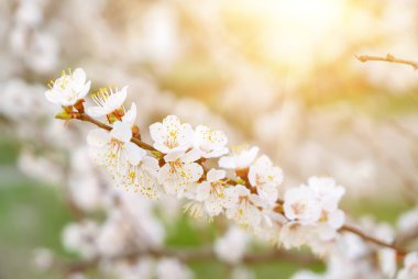 Bahar zamanı kayısı ağacının çiçek açması beyaz güzel çiçeklerle. Kopyalama alanı olan makro resim. Doğal mevsimsel arkaplan.