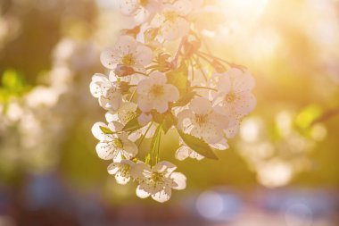 Bahar zamanı kiraz çiçeklerinin yeşermesi yeşil yapraklar ve telif alanı, doğal mevsimlik çiçek arkaplanı