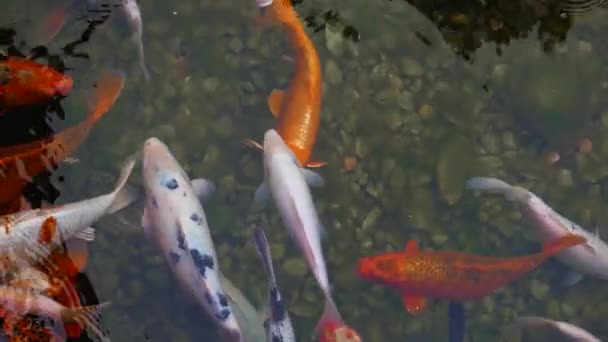 Banyak Ikan Yang Berenang Permukaan Air Kolam Ikan Mas Mewah — Stok Video