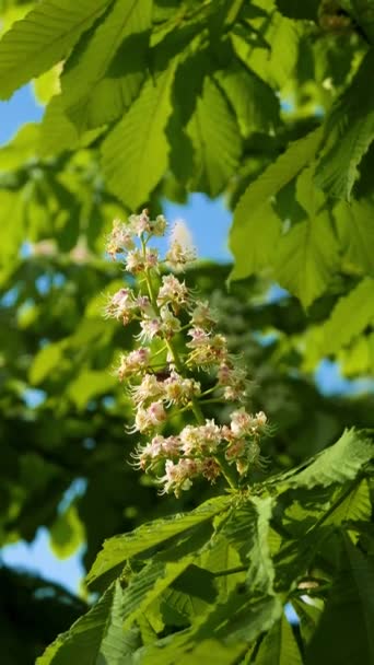 Chestnut Tree Blossoming Spring Flowers Seasonal Floral Background Footage — Stock Video