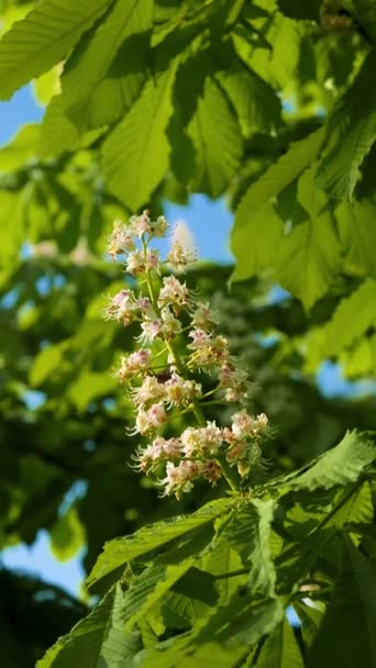 Kastanienbaum Mit Blühenden Frühlingsblumen Saisonalem Blumenhintergrund Filmmaterial — Stockvideo