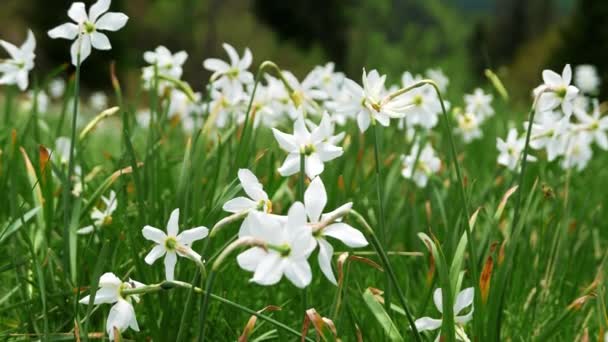 Narcisses Sauvages Fleurs Jonquilles Poussant État Sauvage Dans Les Alpes — Video