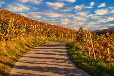 Sonbahar üzüm bağları ve şarap dallarında güneşli yapraklarla manzara, Maribor yakınlarındaki Slovenya 'da doğal tarım geçmişi. Gün batımında mavi gökyüzü ile şarap yolu