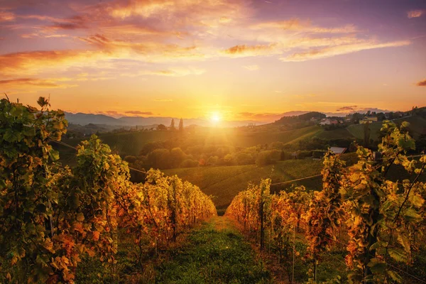 stock image Landscape with autumn vineyards and sunny leaves on wine branches, natural agricultural background in Slovenia near Maribor. Wine road at sunset