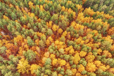 Yukarıdaki renkli sonbahar ormanı bir dronla ele geçirilmiş. Doğal mevsimsel manzara arka planı.