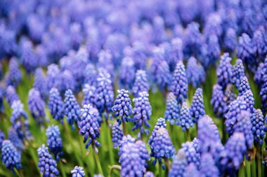 Muscari neglectum, hyacinth flowers in the spring garden