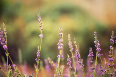Yaz mevsiminde çiçek açan leylak rengi lavanta çiçeği, doğal çiçekli arka plan.