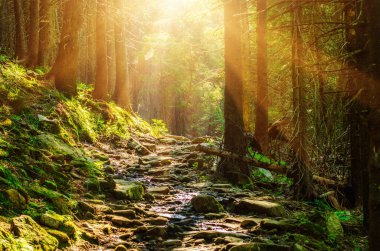 Yol ve yeşil ağaçlarla kaplı karamsar bir yaz ormanı, doğal bağbozumu arka planı. Ukrayna. Carpatian Dağları