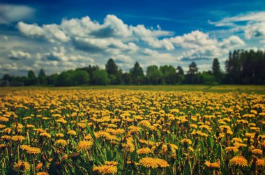 İlkbaharda yeşil çayırlarda yetişen karahindiba sarısı çiçek mavi gökyüzü ve bulutlarla, kopyalanmış boşluklu mevsimlik çiçek arkaplanı