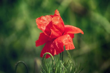 Yeşil çimen tarlasında açan kırmızı gelincik çiçekleri, çiçekli doğal bahar mevsimi arkaplanı, hatıra ve uzlaşma günü için resim olarak kullanılabilir.