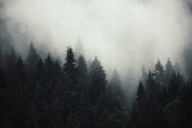 Puslu sisli dağ manzarası köknar ormanı ve eski moda hipster tarzında telif uzayı.