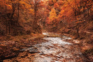 Ünlü Vintgar Vadisi Kanyonu, Bled, Ulusal Park Triglav, Slovenya, Sonbaharda Avrupa, mevsimlik manzara