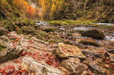 Ünlü Vintgar Vadisi Kanyonu, Bled, Ulusal Park Triglav, Slovenya, Sonbaharda Avrupa, mevsimlik manzara