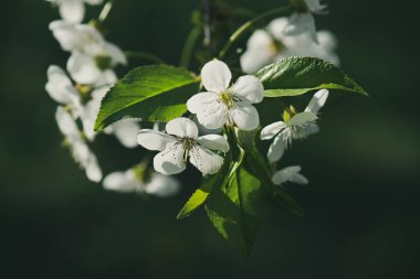 Bahar zamanı kiraz çiçeklerinin yeşermesi yeşil yapraklar ve telif alanı, doğal mevsimlik çiçek arkaplanı