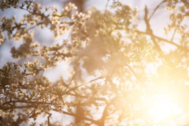 Abstract spring background with defocused blossoming of cherry flowers in spring time with and copyspace, natural seasonal floral background