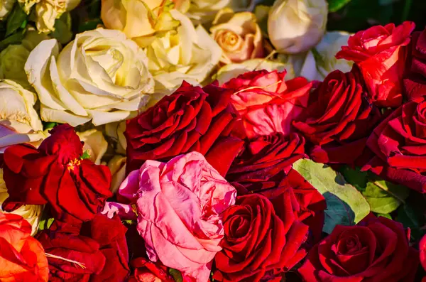Jardin Avec Des Roses Rouges Blanches Fraîches Fond Vintage Hipster — Photo
