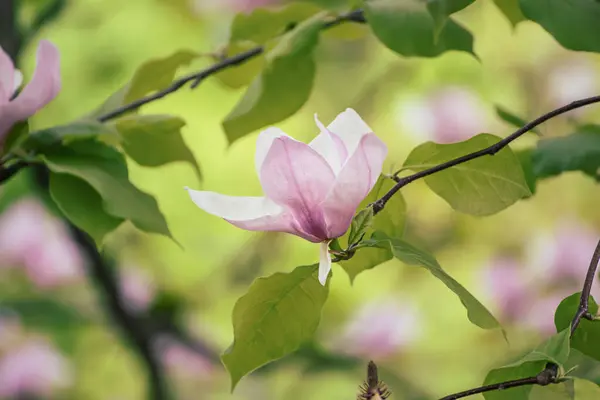 ดอกแมกโนเล ชมพ ใบส ยวในฤด ใบไม ดอกไม นหล งตามฤด กาล — ภาพถ่ายสต็อก