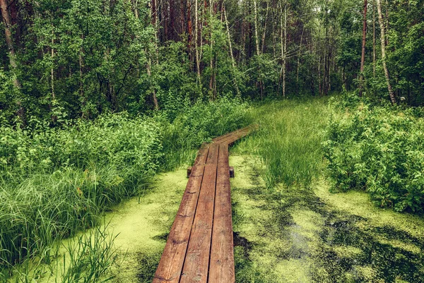 木製のパスと緑の木 自然の屋外ヴィンテージの背景と夏の気分の森と沼 エストニア — ストック写真