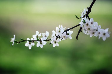 Bahar zamanı kayısı ağacının çiçek açması beyaz güzel çiçeklerle. Kopyalama alanı olan makro resim. Doğal mevsimsel arkaplan.