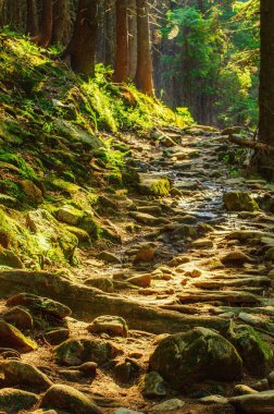 Yol ve yeşil ağaçlarla kaplı karamsar bir yaz ormanı, doğal bağbozumu arka planı. Ukrayna. Carpatian Dağları