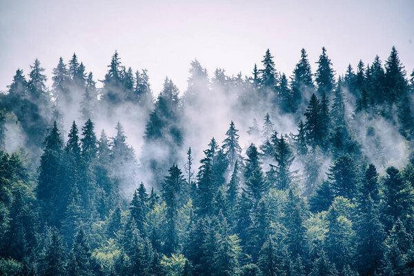 Misty foggy mountain landscape with fir forest and copyspace in vintage retro hipster style