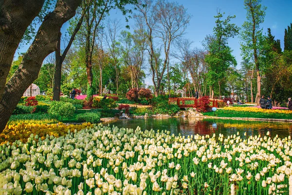 Emirgan Parkı 'nda geleneksel Lale Festivali. İlkbaharda tarihi bir şehir parkı.