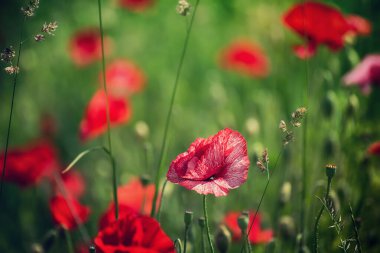 Yeşil çimen tarlasında açan kırmızı gelincik çiçekleri, çiçekli doğal bahar mevsimi arkaplanı, hatıra ve uzlaşma günü için resim olarak kullanılabilir.
