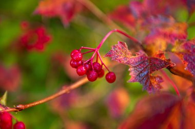 Vahşi doğada yetişen kırmızı viburnum meyveleri. Avrupa viburnum üzümleri, doğada olgun kırmızı, yenilebilir viburnum meyveleri. Ağacın üstünde olgun viburum meyveleri. Sonbahar arkaplanı