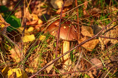 Leccinum scabrum olarak bilinen sert saplı bolete, skaler stalk, huş boleti, Boletaceae familyasından yenilebilir bir mantar eskiden sonbahar ormanlarında vahşi olarak yetişen Boletus scaber.