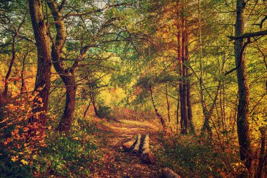 Orman yolu ve ahşap gövdeli güzel bir sonbahar manzarası.