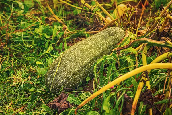 Zielona Cukinia Terenie Pojedynczy Squash Rośnie Ogrodzie Jesienią — Zdjęcie stockowe