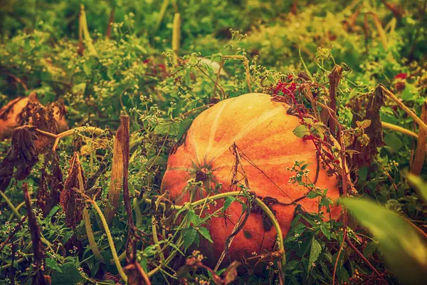 Egyedülálló Tök Termesztése Zöldségkertben Betakarításra Kész Szezonális Őszi Háttér Halloween — Stock Fotó