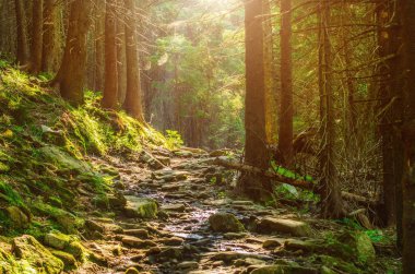 Yol ve yeşil ağaçlarla kaplı karamsar bir yaz ormanı, doğal bağbozumu arka planı. Ukrayna. Carpatian Dağları